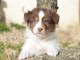 chiot berger australien mâle disponible 