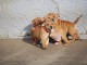 chiot staffie pour adoption 