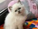 chatons ragdoll femelle à donner 