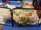 Adoption chiot golden retriever 
