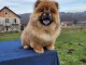 Chiots Chow chow à vendre
