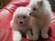 chiot samoyède disponible de suite 