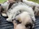 adorable chiot berger australien lof