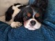 Chiot cavalier king charle disponible 