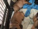 chiots bouledogue français à donner 