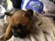 chiot bouledogue français adorable 