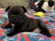 Adoption chiot bouledogue français 
