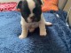 chiot bouledogue français à donner 