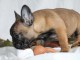 Dons chiot bouledogue français disponible 