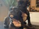 chiot bouledogue français à donner 