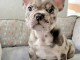 chiot bouledogue français à donner 