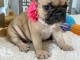 chiot bouledogue français à donner 