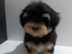 Chiots Havanese Bichon