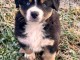 chiot berger australien adorable 