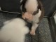 Dons chiot berger australien lof