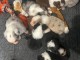 Adoption chiot berger australien 