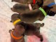 Nouvelle portée chiot bouledogue français 