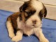 Très beau chiot Shih Tzu femelle 