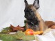 chiot bouledogue français mâle 