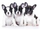 Adoption chiot bouledogue français 