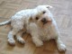 Adoption chiot bichon maltais à donner 
