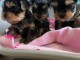 Adoption chiot Yorkshire 