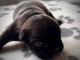 Je donne chiot bouledogue Français 