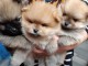 chiot spitz allemand disponible 