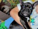 chiot bouledogue français à donner 
