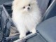 Magnifique chiot spitz nain disponible 