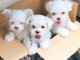 Je donne chiot bichon maltais 