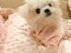 Chiot bichon frisé femelle 