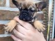 chiot bouledogue français à donner 