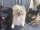 chiot spitz nain femelle 