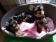 chiot Yorkshire terrier mâle et femelle 