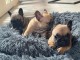 chiot bouledogue français adorable 