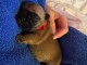 chiot bouledogue français à donner 