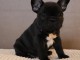 chiot bouledogue français à donner 