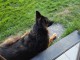 chiot type berger allemand disponible 