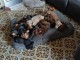 chiot teckel nain pour adoption 