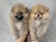 Chiot spitz allemand mâle et femelle 