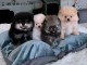 Adoption chiot spitz allemand lof