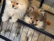 chiot spitz allemand lof 