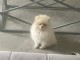 Je donne chiot spitz allemand 