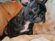 Chiot bouledogue français lof