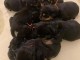 Adoption chiot rottweiler 