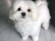 chiot bichon maltais à adopter 