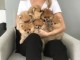 chiot spitz nain mâle et femelle 
