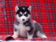 Je donne chiot husky sibérien 