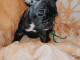 chiot bouledogue français adorable 